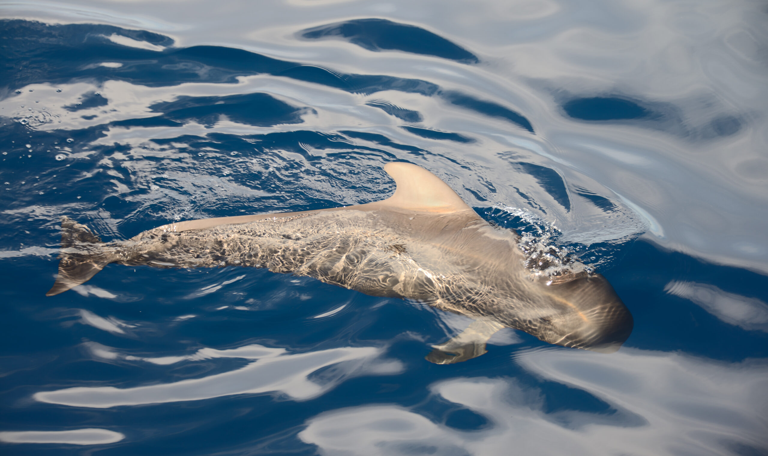 Whale watching from Los Gigantes: resident pilot whales on your doorstep