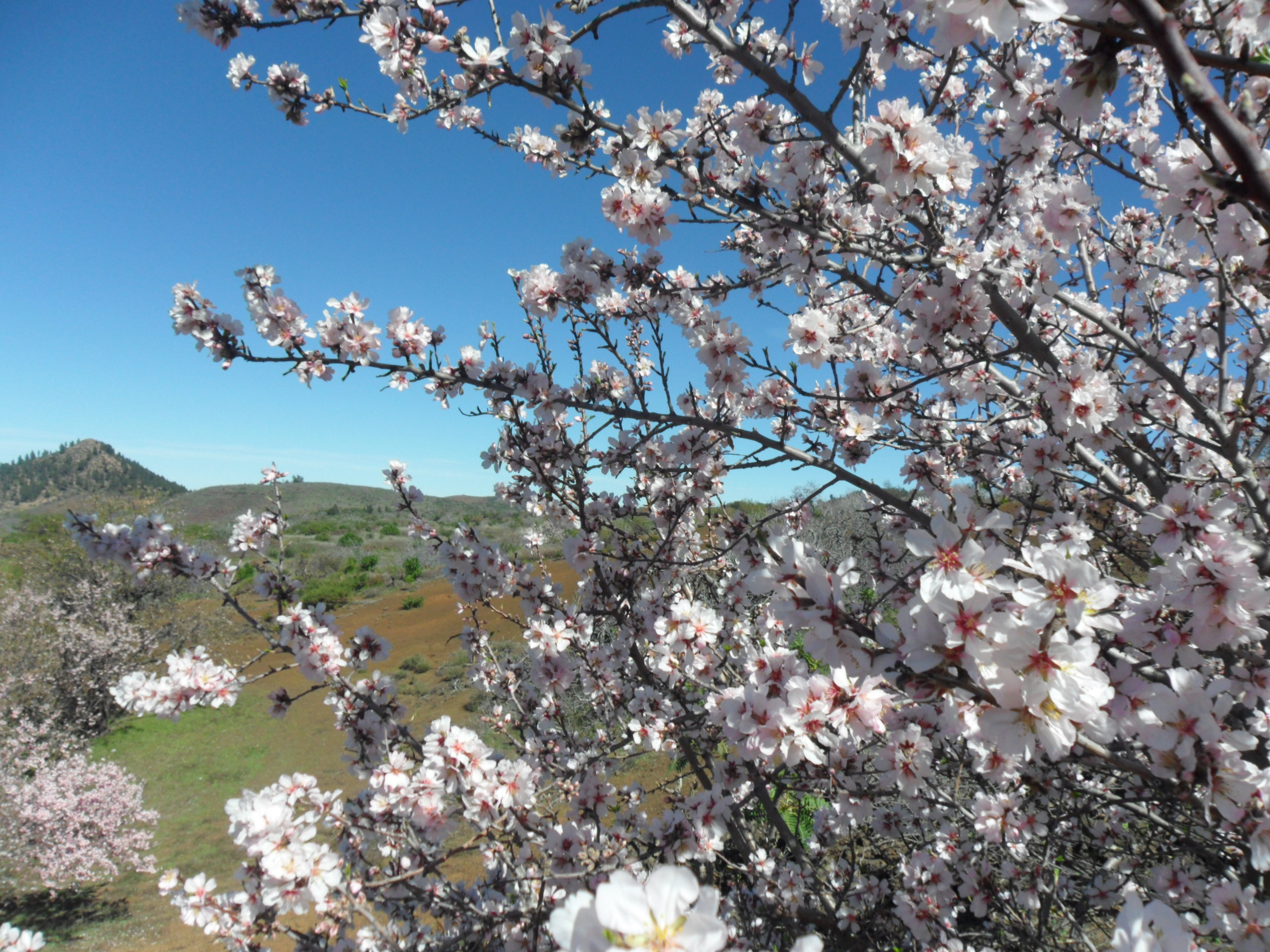 Almond blossom in Santiago del Teide: February’s quiet spectacle