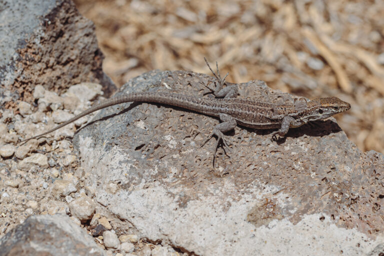 Endemic Tenerife lizard (Gallotia galloti) on volcanic rock