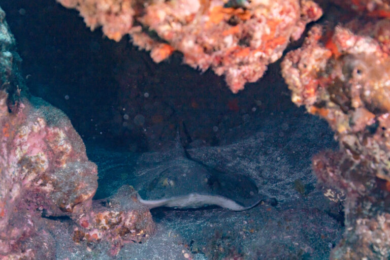 Roughtail stingray gliding over the volcanic seabed in the Teno-Rasca marine reserve, Tenerife