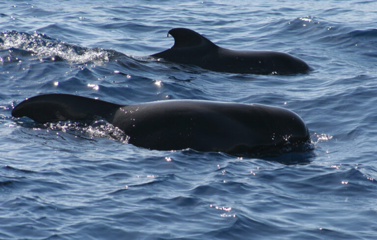 Two short-finned pilot whales surfacing off Tenerife
